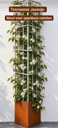 Klimplant draadrek CORNER